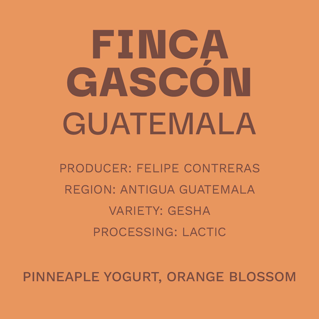 Guatemala Gesha Láctico - Natural