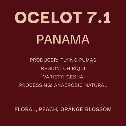 Panama - Flying Pumas Ocelot