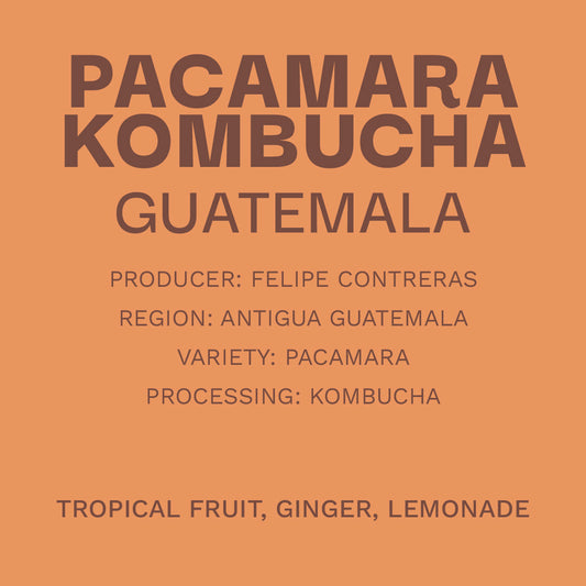 Guatemala Pacamara - Kombucha Process