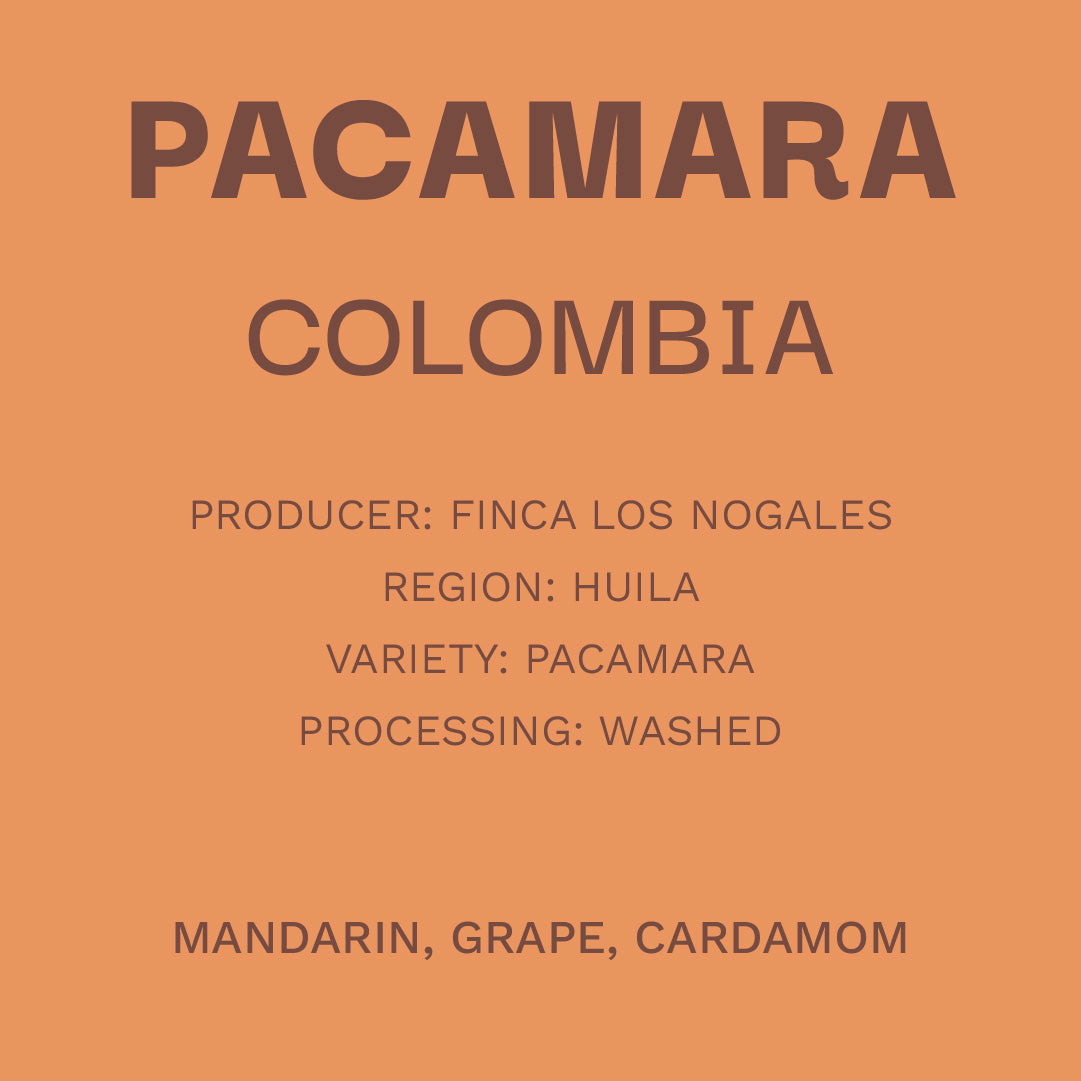 Colombia Pacamara - Lavado